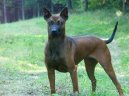 Фотографии к статье: Тайский риджбек (Thailand-Ridgeback) / Советы по уходу и воспитанию породы собак, описание собаки, помощь при болезнях, фотографии, дискусии и форум.