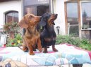 Такса (Dachshund) / Породы собак / Породы собак: Таксы: Уход, советы, бесплатные объявления, форум, болезни