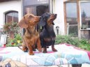 Такса (Dachshund) / Породы собак / Породы собак: Охотничие: Уход, советы, бесплатные объявления, форум, болезни