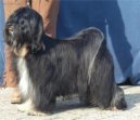 Фотографии к статье: Тибетский терьер (Tibetan Terrier) / Советы по уходу и воспитанию породы собак, описание собаки, помощь при болезнях, фотографии, дискусии и форум.