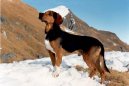 Фотографии к статье: Тирольский бракк (Tiroler Bracke, Tyrolean Hound) / Советы по уходу и воспитанию породы собак, описание собаки, помощь при болезнях, фотографии, дискусии и форум.