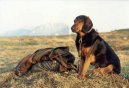 Фотографии к статье: Тирольский бракк (Tiroler Bracke, Tyrolean Hound) / Советы по уходу и воспитанию породы собак, описание собаки, помощь при болезнях, фотографии, дискусии и форум.