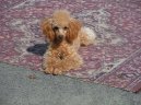 Фотографии к статье: TOY-породы (декоративные/домашние) (Toy breed) / Советы по уходу и воспитанию породы собак, описание собаки, помощь при болезнях, фотографии, дискусии и форум.