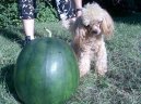 TOY-породы (декоративные/домашние) (Toy breed) / Породы собак / Уход, советы, бесплатные объявления, форум, болезни