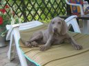 Фотографии к статье: Веймаранер (Веймарская легавая) (Weimaraner, Weimaraner Vorsterhund) / Советы по уходу и воспитанию породы собак, описание собаки, помощь при болезнях, фотографии, дискусии и форум.