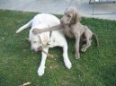 Фотографии к статье: Веймаранер (Веймарская легавая) (Weimaraner, Weimaraner Vorsterhund) / Советы по уходу и воспитанию породы собак, описание собаки, помощь при болезнях, фотографии, дискусии и форум.