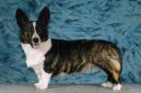 Вельш-корги-кардиган (Welsh Corgi Cardigan) / Породы собак / Породы собак: Овчарки: Уход, советы, бесплатные объявления, форум, болезни