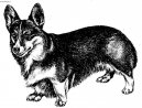 Вельш-корги-пемброк (Welsh Corgi Pembroke) / Породы собак / Породы собак: Овчарки и пастушьи собаки: Уход, советы, бесплатные объявления, форум, болезни