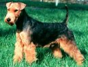 Вельштерьер (Welsh Terrier) / Породы собак / Породы собак: Терьеры: Уход, советы, бесплатные объявления, форум, болезни