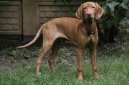 Венгерская короткошерстная легавая (Выжла) (Hungarian Vizsla, Hungarian Pointer) / Породы собак / Уход, советы, бесплатные объявления, форум, болезни