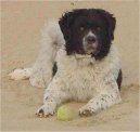 Веттерхун (голландский водяной спаниель, фризская водяная собака) (Frisian Water Dog, Wetterhoun) / Породы собак / Породы собак: Ретриверы, собаки по птице и водные собаки: Уход, советы, бесплатные объявления, форум, болезни