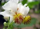 Спарманния (Sparmannia) / Комнатные растения и цветы