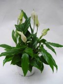 Фотографии к статье: Спатифиллум (Spathiphyllum)