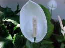 Фотографии к статье: Спатифиллум (Spathiphyllum)