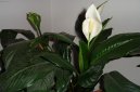 Фотографии к статье: Спатифиллум (Spathiphyllum)