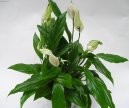 Фотографии к статье: Спатифиллум (Spathiphyllum)