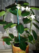 Фотографии к статье: Стефанотис (Stephanotis)