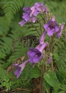 Стрептокарпус (Streptocarpus) / Комнатные растения и цветы