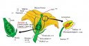 Строение цветов (The structure of the flower) / Комнатные растения и цветы