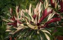 Строманта (Stromanthe) / Комнатные растения и цветы / Многолетние