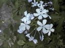 Свинчатка ушковидная (Plumbago auriculata) / Комнатные растения и цветы