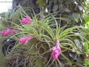 Фотографии к статье: Тилландсия (Tillandsia)