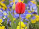 Фотографии к статье: Тюльпан (Tulipa)