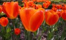 Фотографии к статье: Тюльпан (Tulipa)