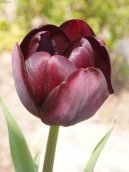 Фотографии к статье: Тюльпан (Tulipa)