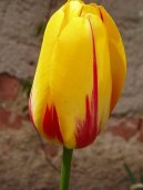 Фотографии к статье: Тюльпан (Tulipa)