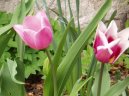 Фотографии к статье: Тюльпан (Tulipa)