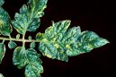 Вирусные болезни растений (Virus diseases of plants) / Комнатные растения и цветы