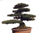 Фотографии к статье: Выращивание и разведение бонсаев (Bonsai)