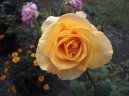 Выращивание и разведение роз (Rosa) / Комнатные растения и цветы / Советы по выращиванию
