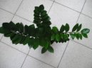 Замиокулькас замиелистный (Zamioculcas zamiifolia) / Комнатные растения и цветы