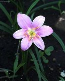 Зефирантес крупноцветковый (Zephyranthes grandiflora) / Комнатные растения и цветы / Многолетние