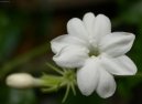 Фотографии к статье: Жасмин лекарственный (Jasminum officinale)