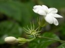 Фотографии к статье: Жасмин лекарственный (Jasminum officinale)