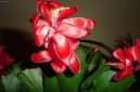 Зигокактус (Schlumbergera) / Комнатные растения и цветы / Кактусы, суккуленты