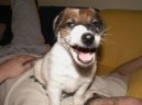 :  > Foxteriér hladkosrstý (Fox Terrier Smooth)