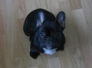 :  > Francouzský buldoček (Bouledogue francais, French Bulldog)
