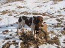 :  > Francouzský ohař krátkosrstý gaskoňského typu (French Pointing Dog Gascogne Type, Braque Francais, type Gaascogne)