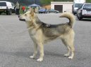 :  > Grónský pes (Greenland Dog)