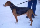 :  > Hamiltonův honič (Hamilton Hound, Hamiltonstovare)