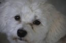 :  > Havanský psík, Havanský bišonek (Bichon Havanais, Havanese)