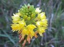 :  > Hemantus, krvokvět, sloní ucho (Haemanthus)