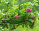 :  > Hloh Obecný (Crataegus oxyacantha)