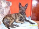 :  > Holandský ovčák (Dutch Shepherd Dog)