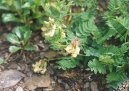 Фотография: Astragalus membranaceus