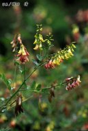 :  > Huang Qi Chuang Čchi (Astragalus membranaceus)